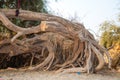 Roots of the Salvadora peecica tree Royalty Free Stock Photo