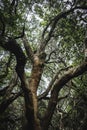 Old tree in the thicket