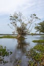 Old tree at Tissa lake, Sri Lank Royalty Free Stock Photo