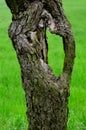 Old tree trunk