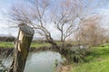 Old tree trunk at the bank of Jordan River Royalty Free Stock Photo