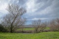 Old tree trunk at the bank of Jordan River Royalty Free Stock Photo