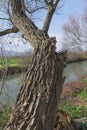 Old tree trunk at the bank of Jordan River Royalty Free Stock Photo