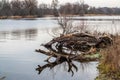 Old tree trunk on the bank of the river. Royalty Free Stock Photo