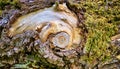 Old tree trunk with bark cross section with growth rings and moss. Timber wood texture background Royalty Free Stock Photo