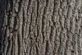 Old tree bark, pattern in contrasting sunlight Royalty Free Stock Photo