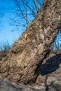 Old tree trunk with bark, pattern in contrasting sunlight Royalty Free Stock Photo