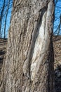 Old tree trunk with bark, pattern in contrasting sunlight Royalty Free Stock Photo