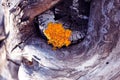 Old tree trunk bark with yellow moss, vertical background texture close up Royalty Free Stock Photo