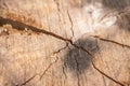 Old tree trunk, close up. Cracked stump with circles. Hardwood background. Grunge wood texture. Textured wood surface. Royalty Free Stock Photo