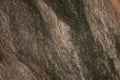 old tree trunk close-up, poplar