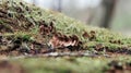 Old tree trunk coverd with moss in the forest Royalty Free Stock Photo