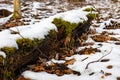 Old tree trunk covered with moss and fallen leaves in winter forest Royalty Free Stock Photo