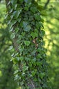 Old tree trunk covered with poison ivy, Hedera helix green leaves, creeping wild plant