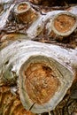 Old tree trunk with cross section and growth rings. Timber wood texture background Royalty Free Stock Photo