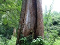 Old  tree trunk with decayed and termite attacked part Royalty Free Stock Photo
