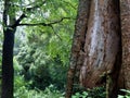 Old  tree trunk with decayed and termite attacked part Royalty Free Stock Photo