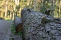 Old fallen tree trunk in a forest, close-up.