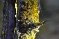 Old tree trunk in the forest covered with lichen closeup Royalty Free Stock Photo