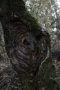 Old tree trunk in forest with old tearing out of large branch