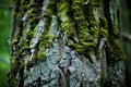 Old tree trunk with green moss in a dark green forest, nature photo close up Royalty Free Stock Photo