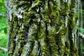 Old tree trunk with green moss in a dark green forest, nature photo close up Royalty Free Stock Photo