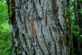 Old tree trunk with green moss in a dark green forest, nature photo close up Royalty Free Stock Photo