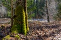 Old tree trunk with green moss illuminated by the sun with a small river in background Royalty Free Stock Photo