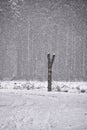 Old tree trunk in heavy snow fall