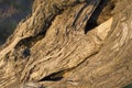 Old tree trunk. Hollow in aged oak