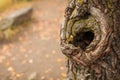 Old tree trunk with hollow bark texture, horizontal natural background with copy space, close up Royalty Free Stock Photo