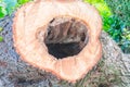 Old tree trunk Royalty Free Stock Photo