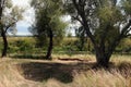 An old tree trunk lies on the banks of a picturesque river instead of a bench. Royalty Free Stock Photo