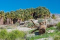 Old tree trunk lies in the desert by some palm trees