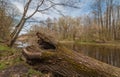 The old tree trunk lies on the river bank. closeup Royalty Free Stock Photo