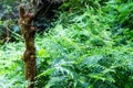 old tree trunk in lush subtropical vegetation