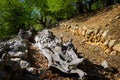 Old tree trunk lying on the ancient roman road near Beli Royalty Free Stock Photo