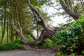 old tree trunk in a magnificent forest