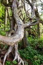 old tree trunk in a magnificent forest