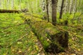 Old tree trunk with moss covered in the summer. Summer green wild mountain forest landscape Royalty Free Stock Photo