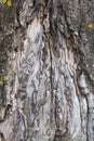 old tree trunk Royalty Free Stock Photo