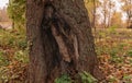 Old Tree Trunk in the Park. Autumn Colors In Background Royalty Free Stock Photo