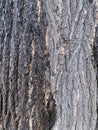 The old tree trunk in the park background