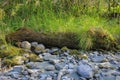 an old tree trunk on the riverside, vegetated with moss and grass Royalty Free Stock Photo
