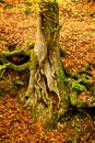 An old tree trunk with roots in the ground. Royalty Free Stock Photo