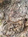 Old tree trunk rough texture