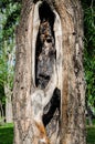 Old tree trunk with scorched middle. burnt tree from lightning strike. Consequences of forest fire Royalty Free Stock Photo