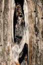 Old tree trunk with scorched middle. burnt tree from lightning strike. Consequences of forest fire Royalty Free Stock Photo