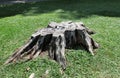 Old Tree Trunk