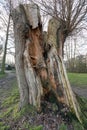 Old Tree Trunk split by Lightning Royalty Free Stock Photo